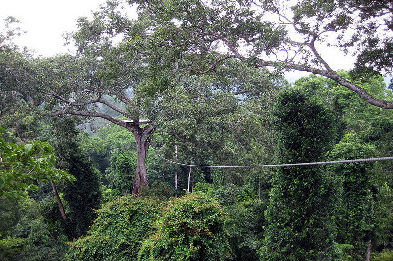 Thailand, Pattaya, Flight of the Gibbon